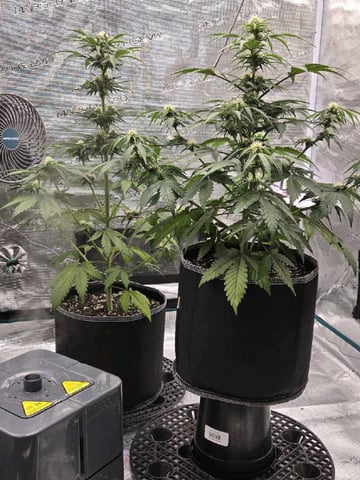 Mimosa Sunrise XXL 3x3 tent — flower, day 36