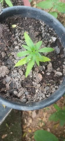 Prentwins — vegetative, day 20