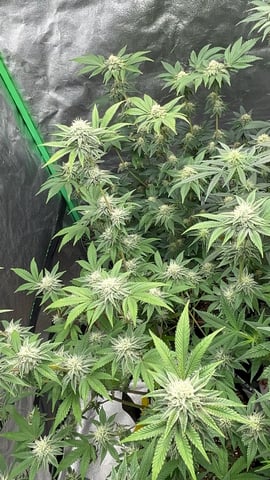 CB (Fem Photo) — flower, day 57