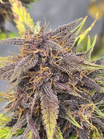 2nd Grow Lemon Cherry Cookies — flower, day 70