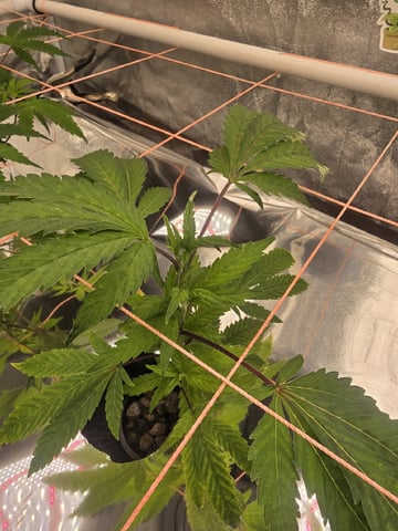 Oceanz 16 — vegetative, day 96