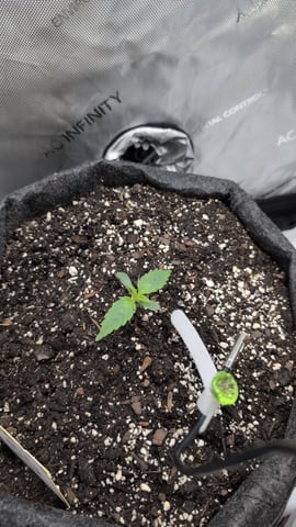 memphisto 3 bears OG, ethos high note r1 — germination, day 8