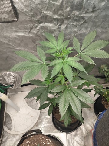 Growing  A New One — vegetative, day 34