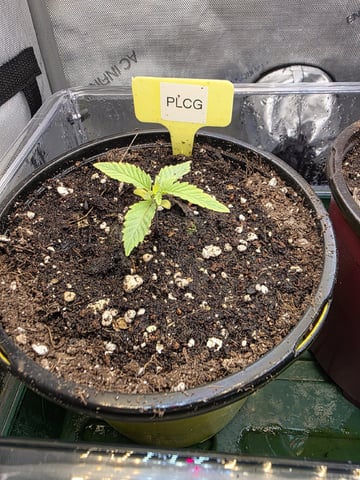 Granny Candy and PLCG — seedling_rooting, day 15
