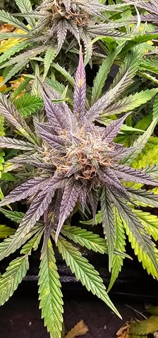 frozen biscotti — grow_setup, day 65