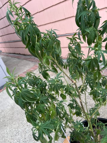 unknown hybrid possibility  — flower, day 16