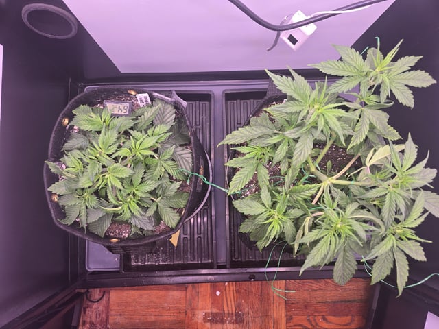1st Auto Grow (LSD + BrB) - 1st indoor Grow — vegetative, day 27
