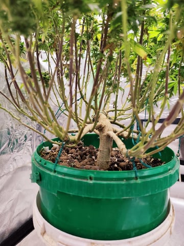 b45 and White widow  — flower, day 2