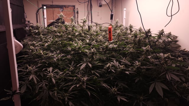 DNA Genetics Kosher Cookies rockwool run round 2 — flower, day 79