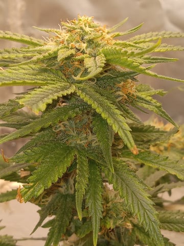 closet grow for veg with a.c infinity air intake fan .With no carbon filter just suction,and spider farmer sf 7000.Then a spider farmer sf tent 4×4×6.5with a G1500 l.e.d from spiderfarmer and spider farmer 6inch clip oscalating fan. — flower, day 63