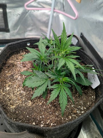 2025 EOY Grow — flower, day 36