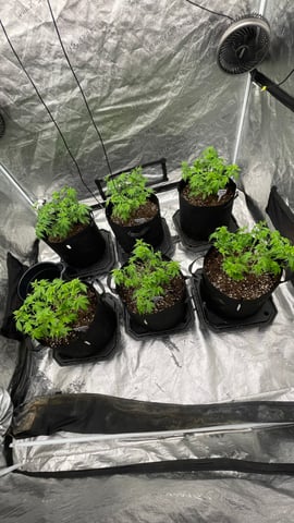 1st Ever Grow (GodFather OG) (Coco) — vegetative, day 47