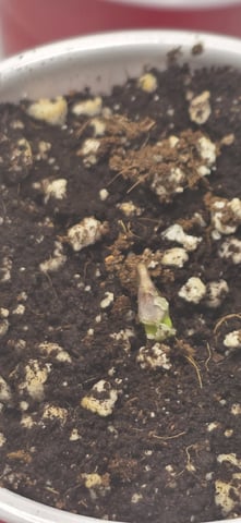 Maple Nectar  — seedling_rooting, day 5