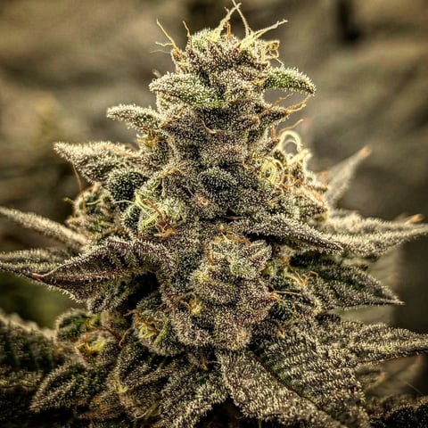 perfect circle/ cherrymac1 X candyland cross  — flower, day 32