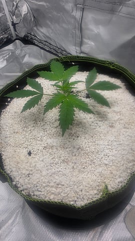 Beginner - My first grow has been an incredible experience so far! — vegetative, day 23