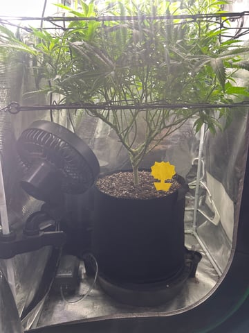 2nd Run — flower, day 95
