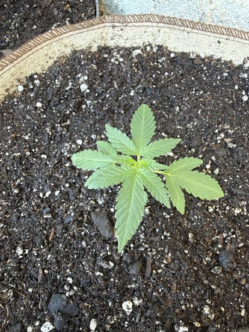 Bruce Banner ⛽️ — vegetative, day 26