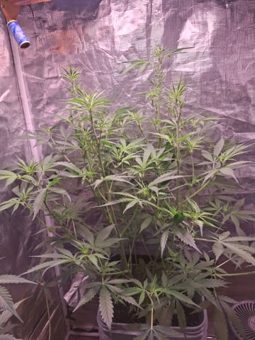 critical Mass  — flower, day 56