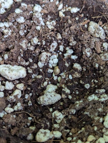Pineapple Express Auto  — germination, day 3