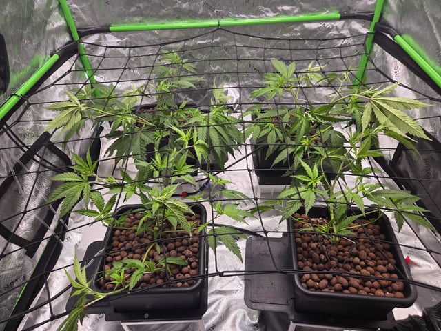 Funk Mountain 2 — flower, day 19