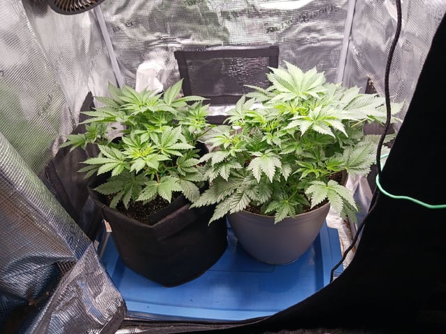 9lbhammer feminized  — flower, day 30
