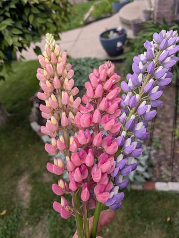 See what grows — vegetative, day 102