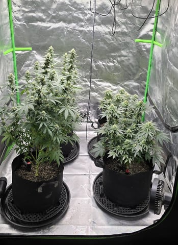 SGC & GWS — flower, day 92