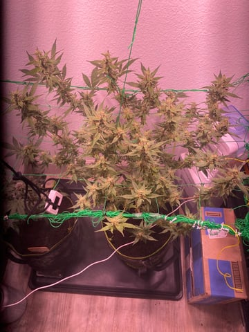 pineapple Express  — flower, day 25