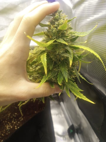 ethos — flower, day 49