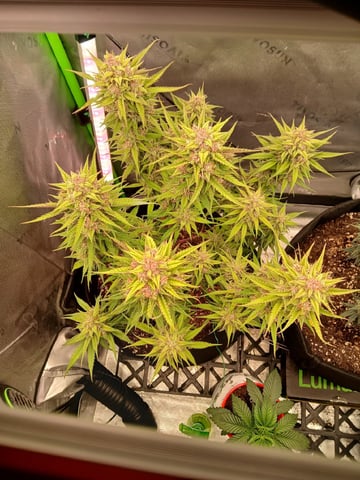 Lsd25, Dosido,GDP All Autos.