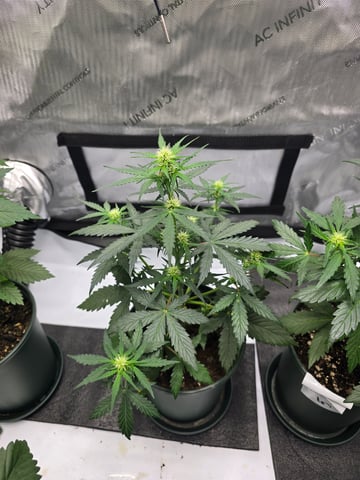 Homegrown - 🍒 🥧 & GSC Auto, 🚀 Seeds 🍌 Buttercups  — flower, day 36