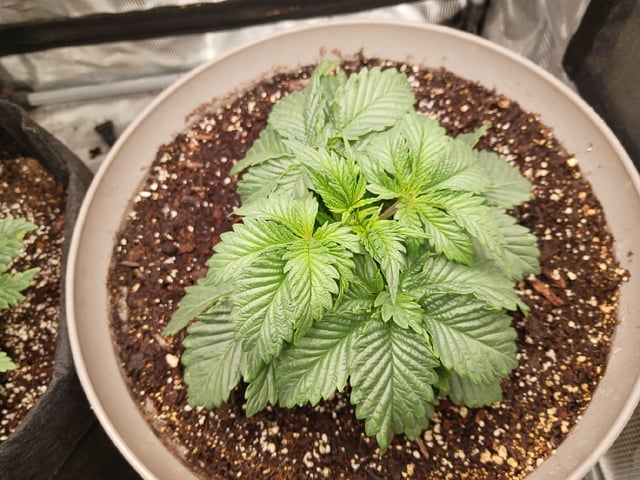 9lbhammer feminized  — vegetative, day 18