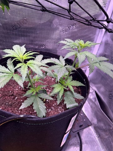 Vanna's Vanilla — vegetative, day 30