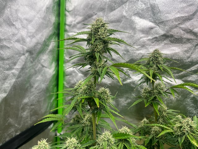 Autoskunk and OG Kush — flower, day 66