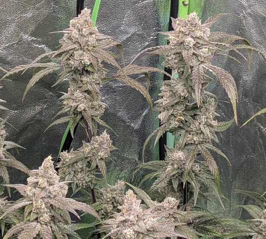 Mixed Grow — flower, day 96