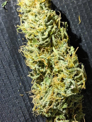 Seedman mix auto & seedman mix auto & GodFather OG — harvest, day 105