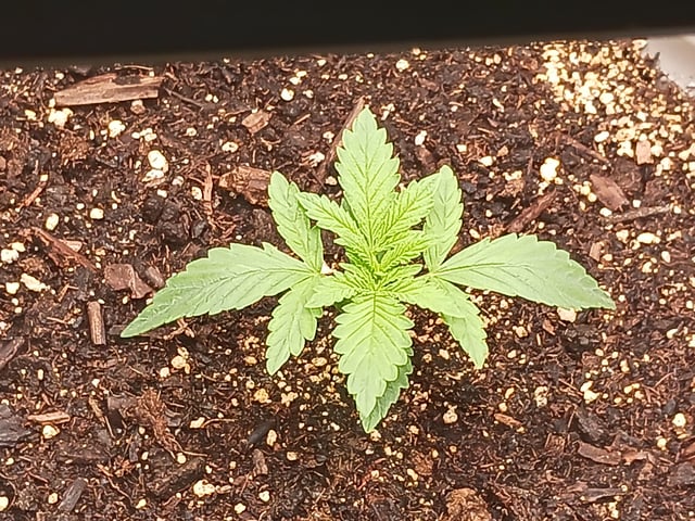 4th grow  — vegetative, day 143