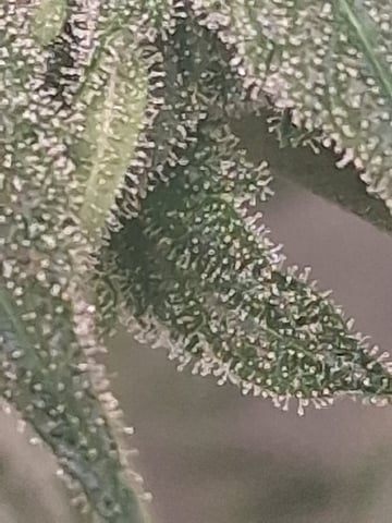 S&D  First Grow — flower, day 73