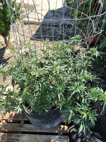 first 4 — vegetative, day 11