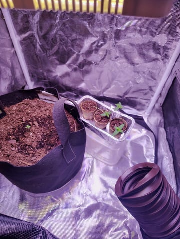 Pcsmoker99  — seedling_rooting, day 8