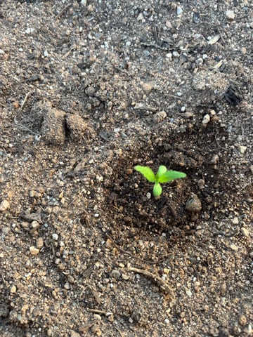 new seeds grow #2 — seedling_rooting, day 13