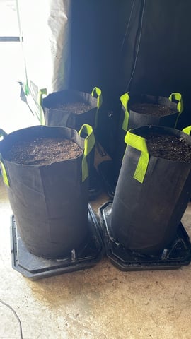 Gorilla Cookies Auto (42 FastBuds) — seedling_rooting, day 3