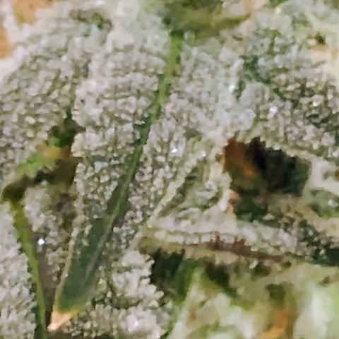 Started from clone 5/20 (Blood Diamond OG)  — harvest, day 35