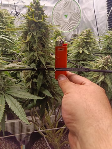 Starfighter/Ohio Guptilla Hybrid — flower, day 36