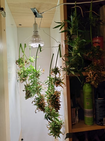 drawer grow forbidden fruit — harvest, day 107