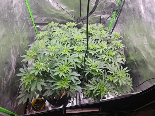 1st Grow — flower, day 17