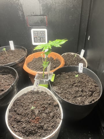 CMA  — seedling_rooting, day 7