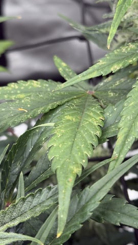 Papaya Cookies Autos  — auto, day 14