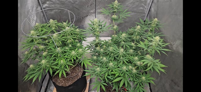 BLACKCHERRY SHERB — flower, day 53