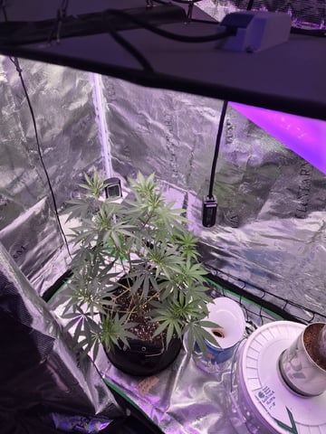 Kalini Asia Auto  — vegetative, day 9